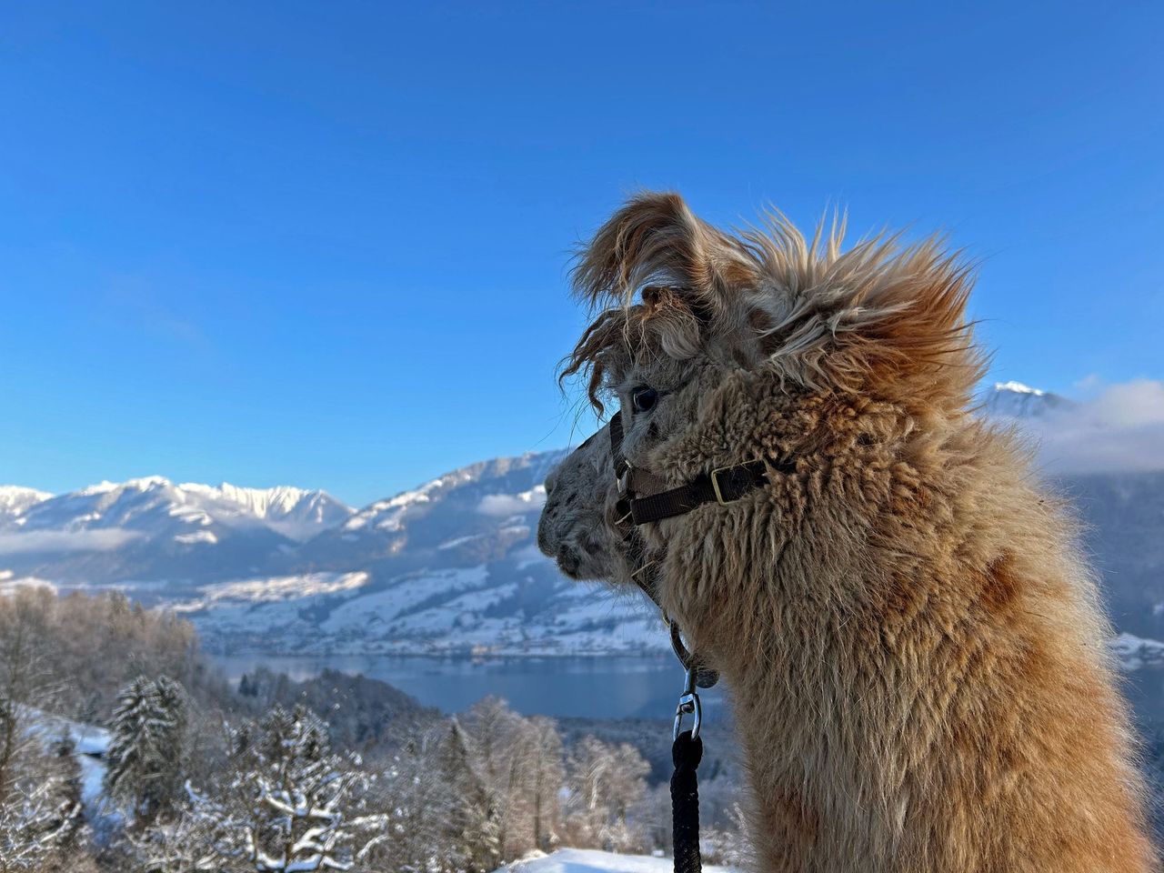 Hofbesichtigung und leichte Lama-Wanderung am Sarnersee