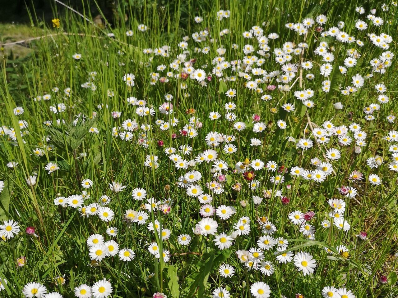 Heilpflanzen und Kräuterspaziergang in Adelboden