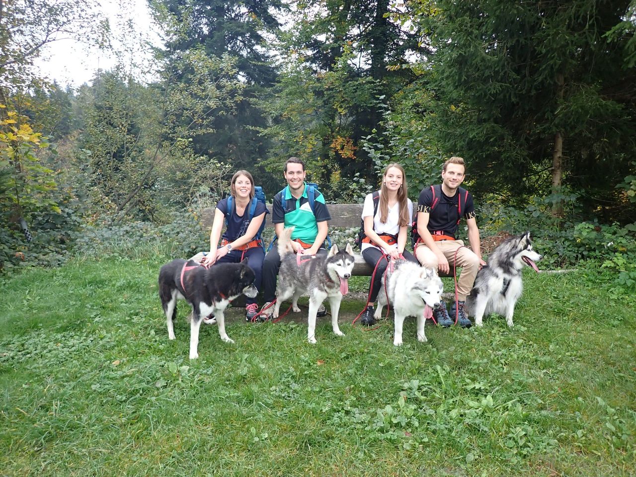 Autumn sled dog cart ride in Ermenswil