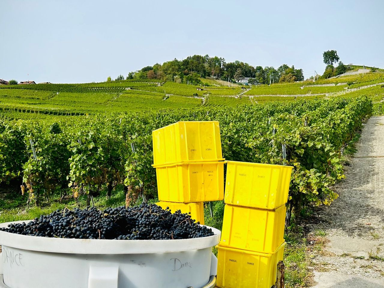 Weinwanderung Lavaux Weinberge für private Gruppen