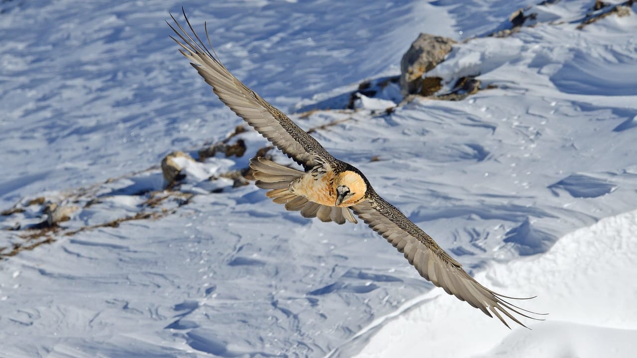 Wildlife and bird photography on the Gemmi – 3-day autumn workshop
