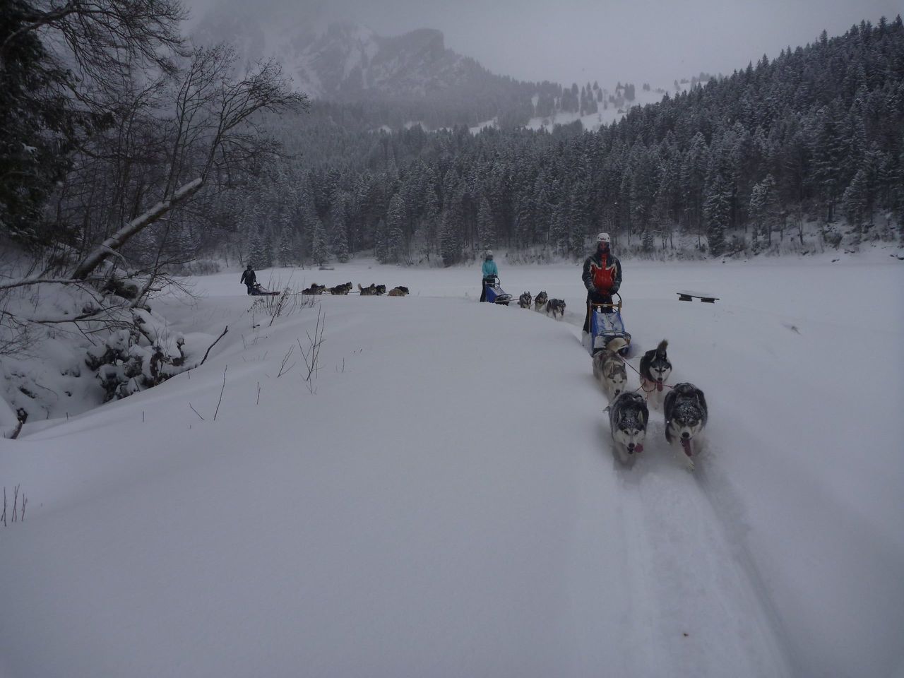 Exclusive sled dog adventure for two in Ermenswil