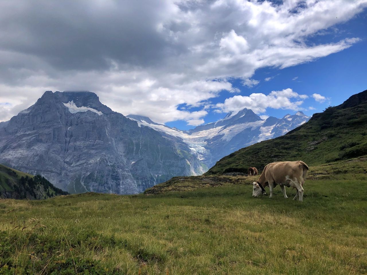 Ab Interlaken: Abenteuer Tagesausflug nach Grindelwald First