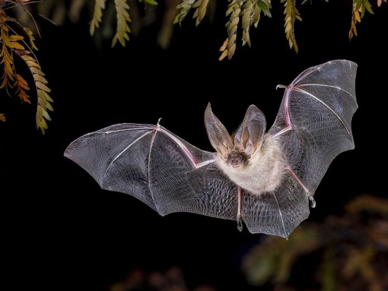 Wildtierbeobachtung Fledermaus im Heidiland