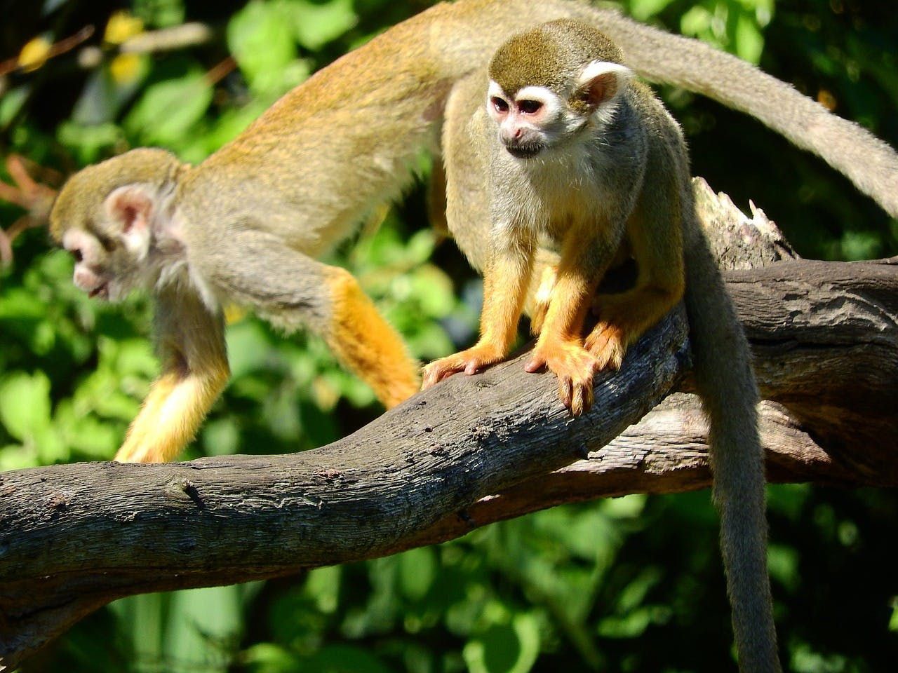 Monkey breakfast with Ring-tailed Lemur or Squirrel Monkey at Knies Children's Zoo Rapperswil