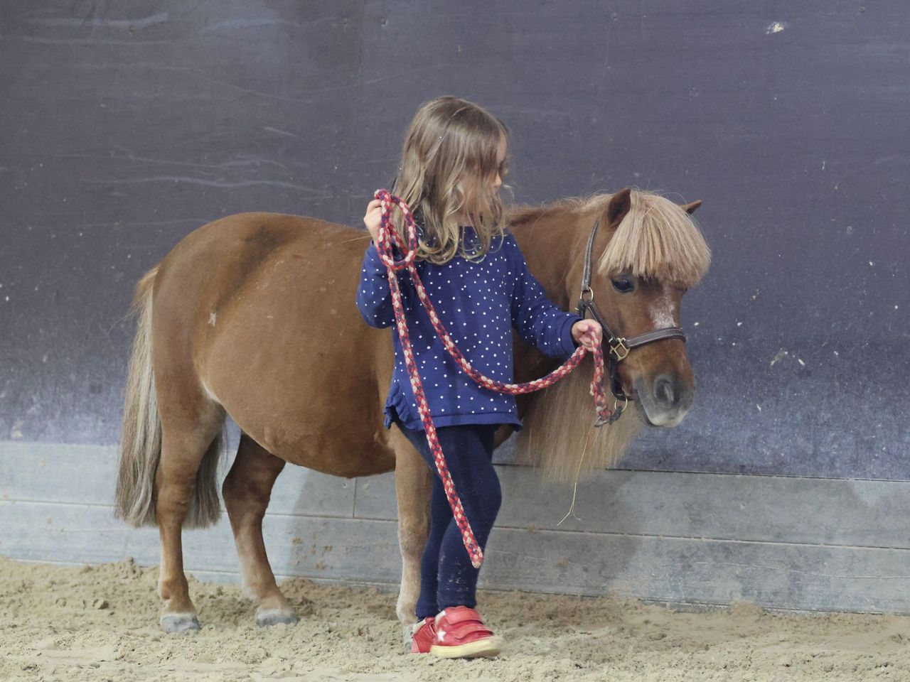 Pony Club in Lausen