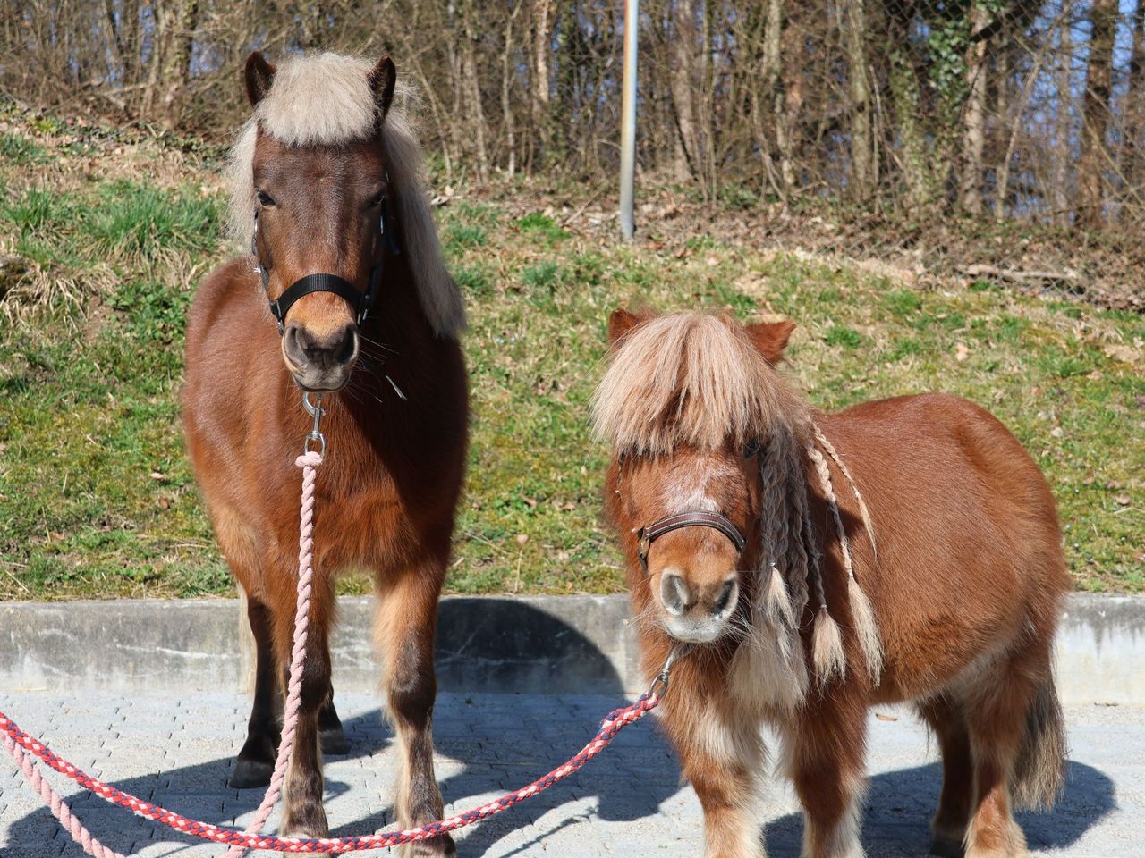 Pony Rental in Lausen