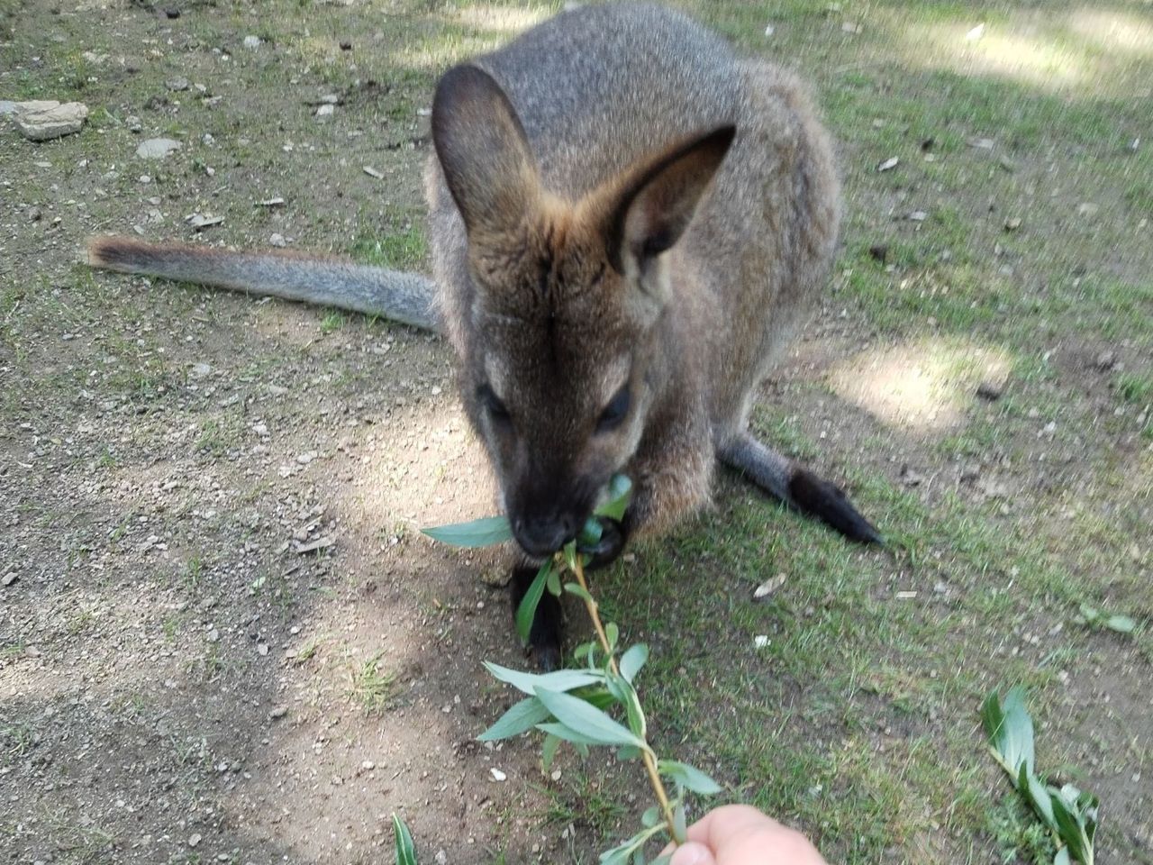 Animal experience at Zoo al Maglio