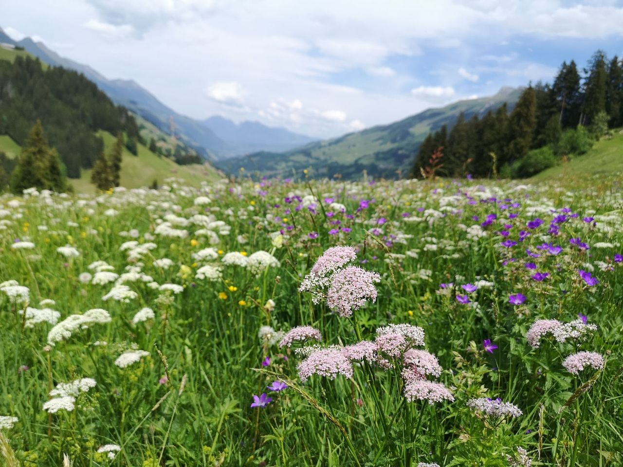 Privater Heilpflanzen und Kräuterspaziergang in Adelboden