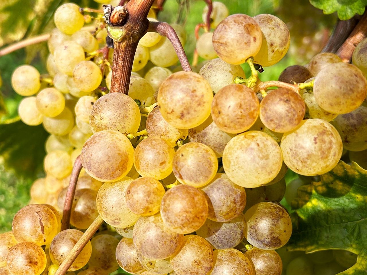 Weinwanderung Weinberge des Chablais für private Gruppen