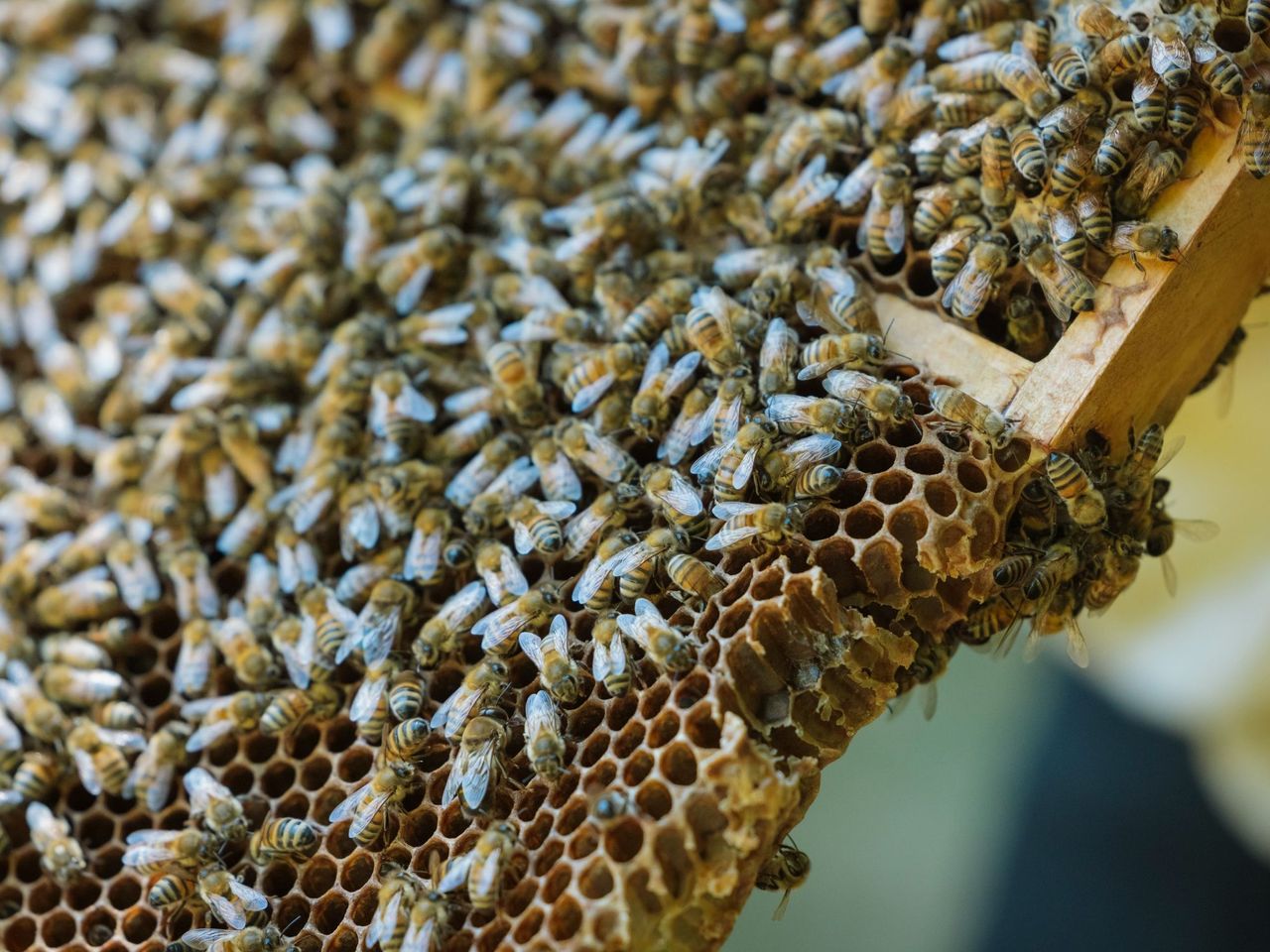 Bienenzucht Erlebnis in Arogno