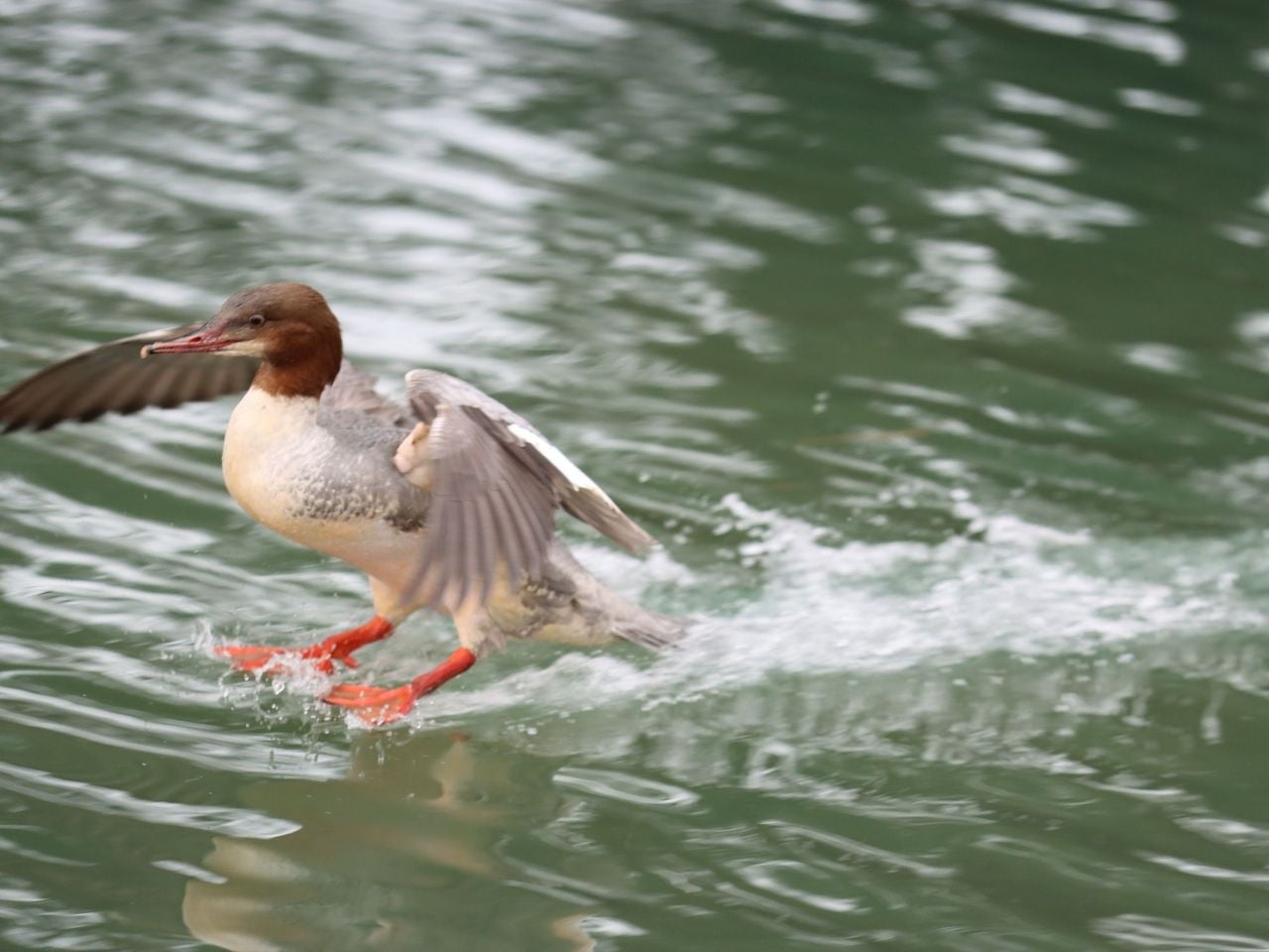 Private Natursafari am Zürichsee ab Rapperswil
