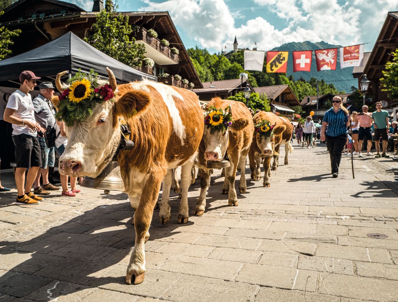 14 Tage Schweiz Gstaad Alpabzug