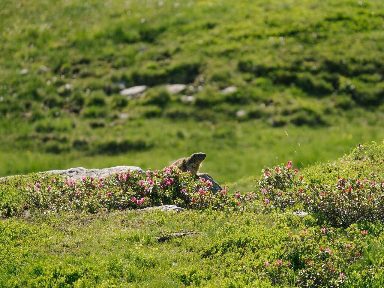 Wildtierbeobachtung Murmeltier im Heidiland