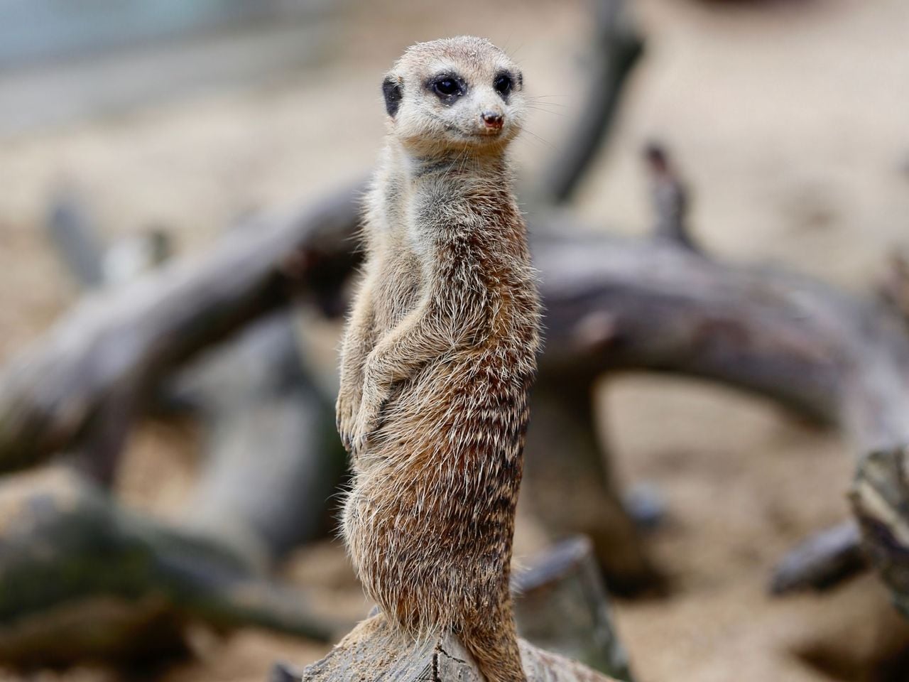 Visita guidata allo Zoo dei bambini di Knies a Rapperswil