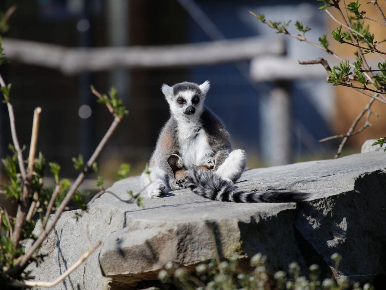 Monkey breakfast with Ring-tailed Lemur or Squirrel Monkey at Knies Children's Zoo Rapperswil