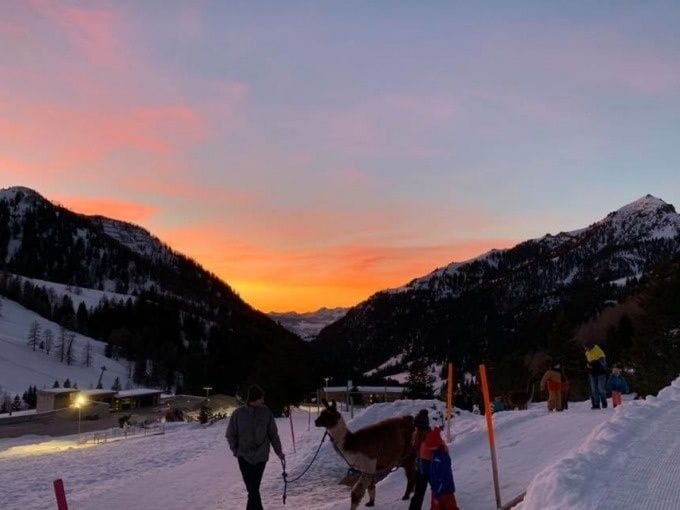Lama und Alpaka Trekking mit Raclette Liechtenstein