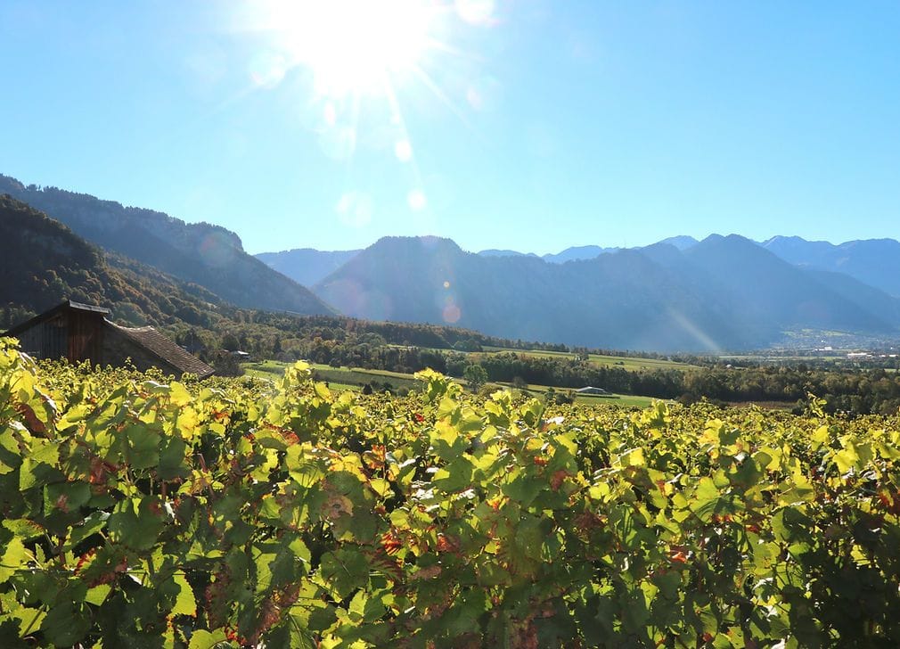 Wein und Gold Tour für Gruppen