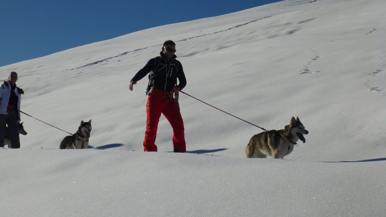 Autumn sled dog cart ride in Ermenswil