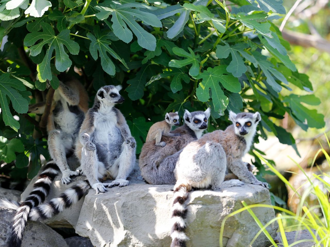 Day Ticket for Knie's Children's Zoo in Rapperswil