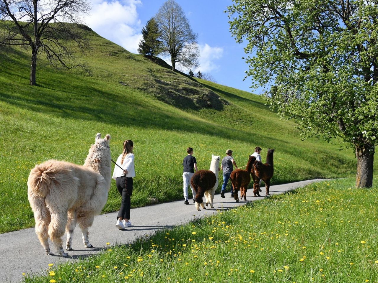 Hofbesichtigung und leichte Lama-Wanderung am Sarnersee