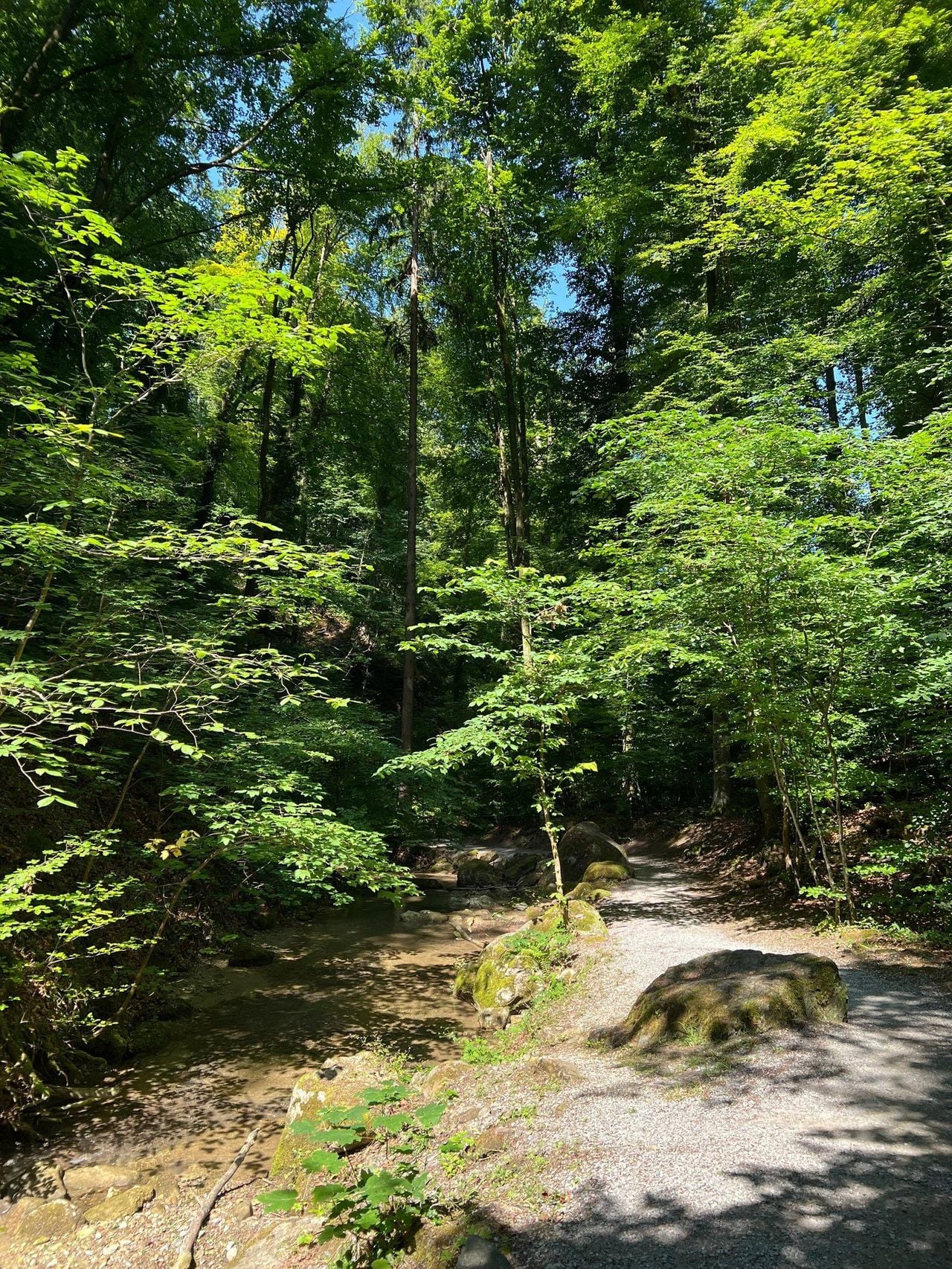 Privater Waldspaziergang und Dorfrundgang an der Goldküste in Erlenbach