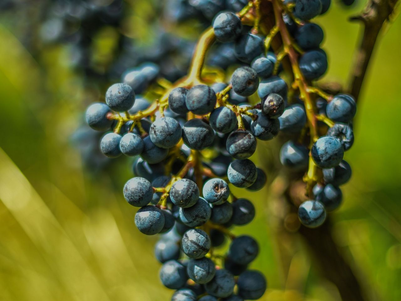 Piaz Merlot Weintour mit Degustation in Arogno