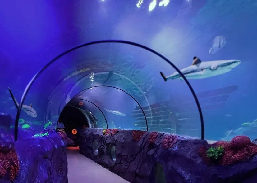 SEA LIFE Konstanz – Biglietto d’ingresso con Museo naturale del Lago di Costanza