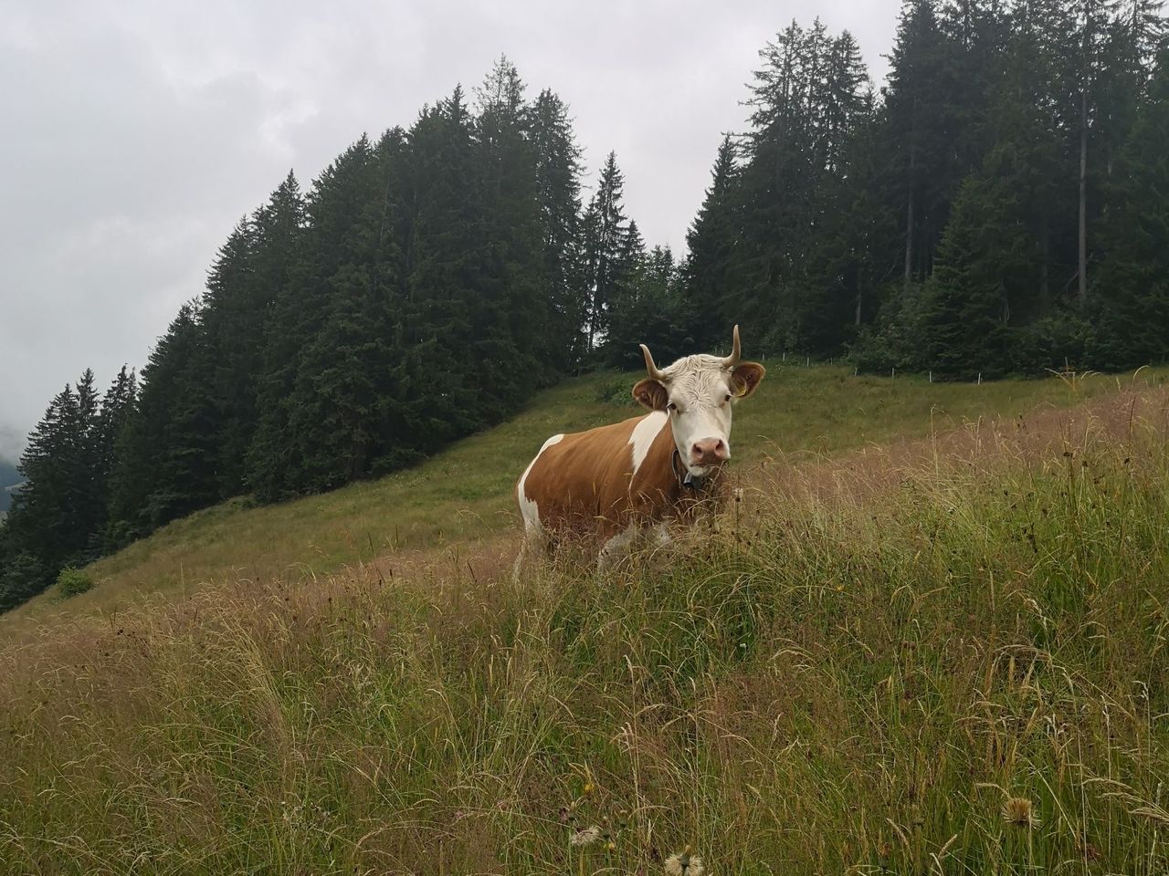 Traditionelles Alp Erlebnis in Adelboden