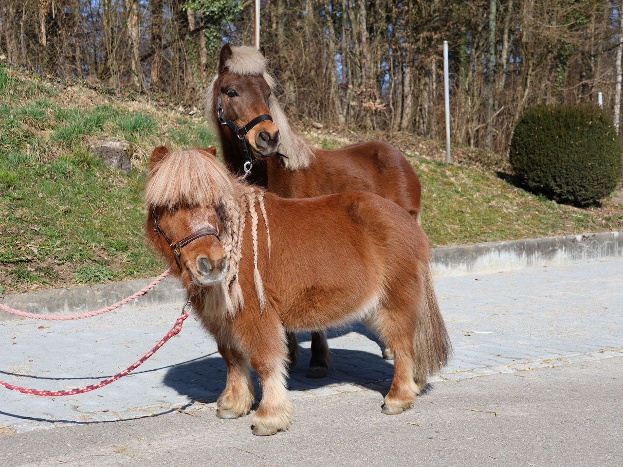 Pony Club in Lausen