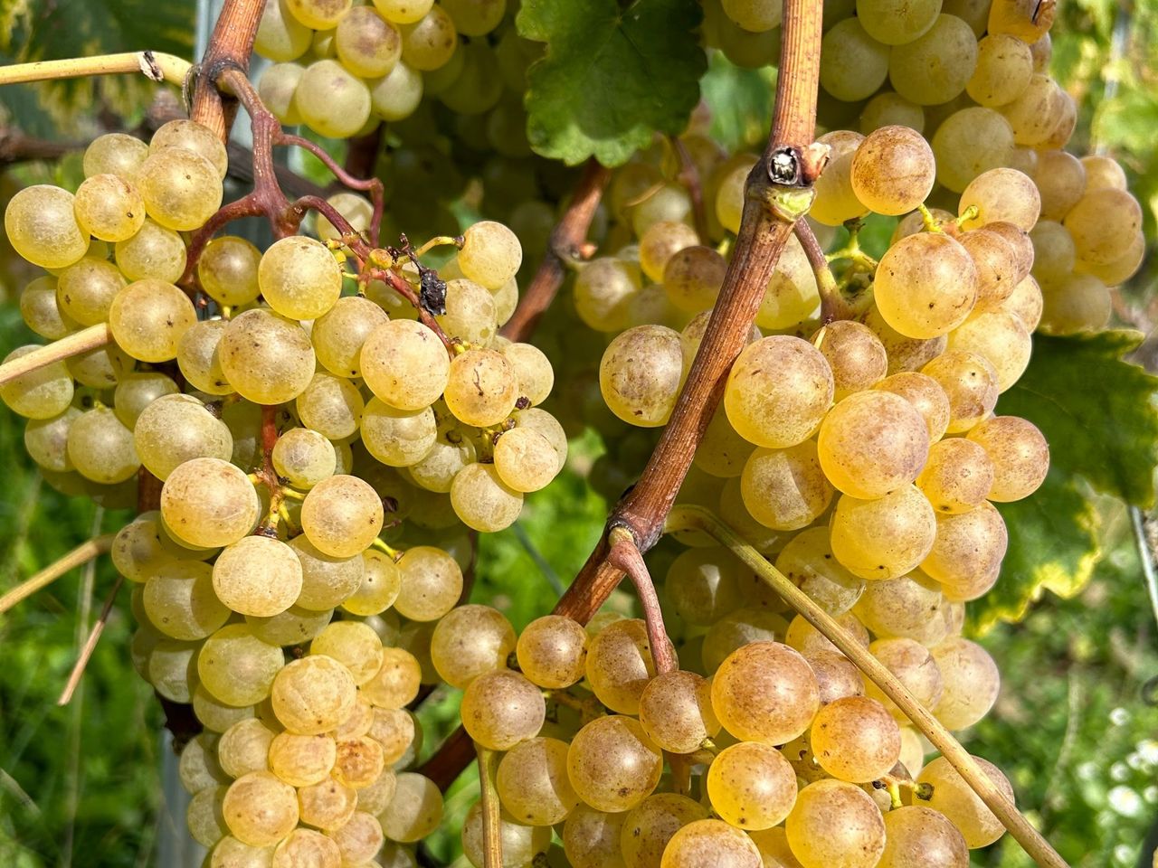 Weinwanderung Weinberge von La Côte für private Gruppen