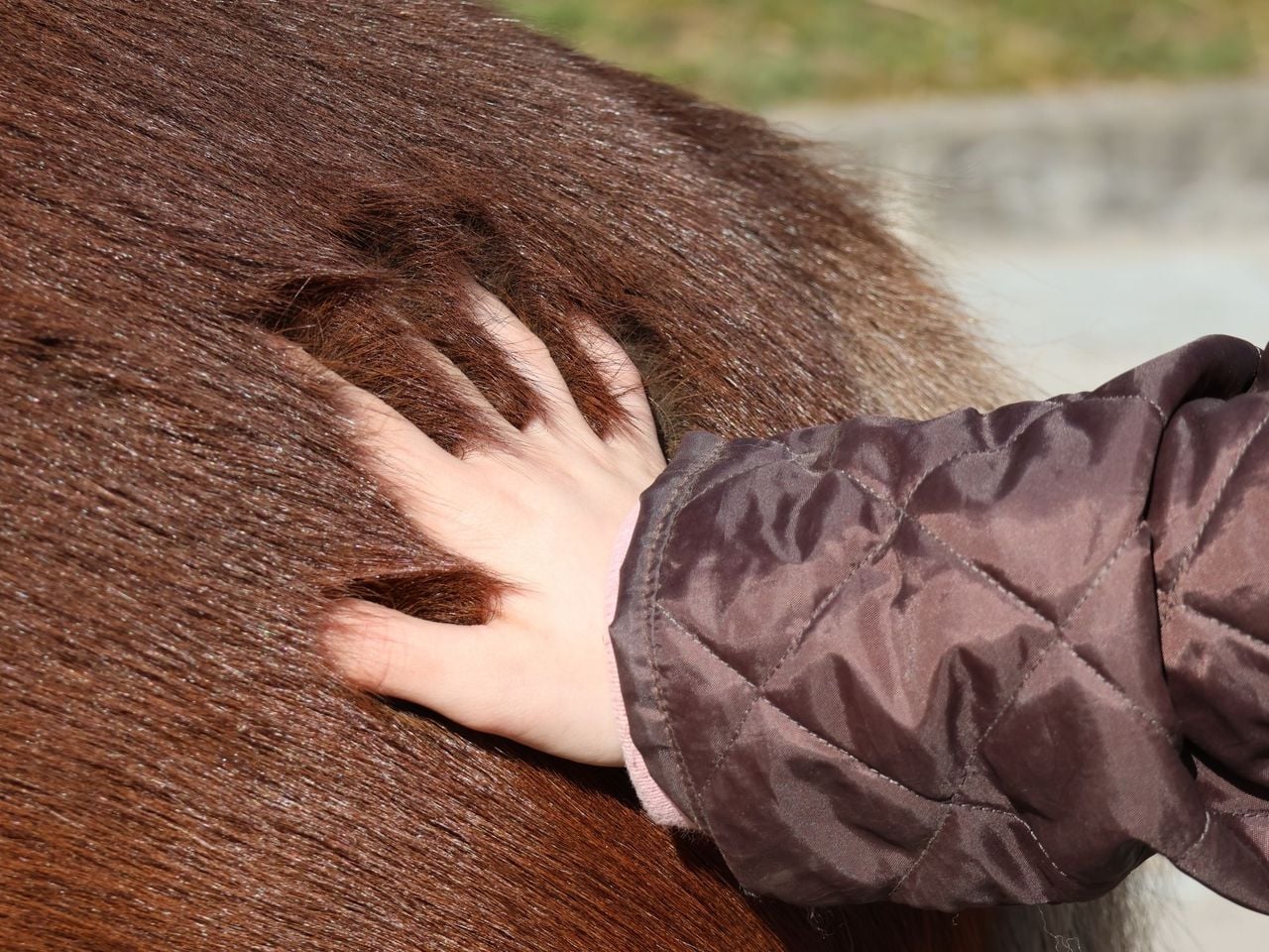 Pony Rental in Lausen