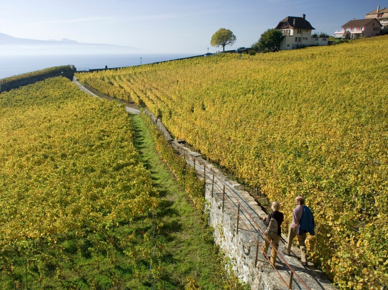 Geführter Ausflug ins Lavaux Weingebiet ab Lausanne