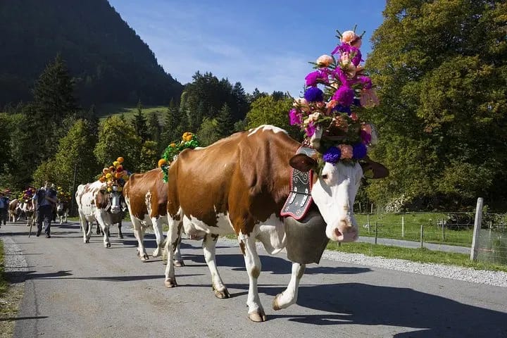 Ab Zürich: Privater Tagesausflug nach Bern und ins Emmental mit Käserei