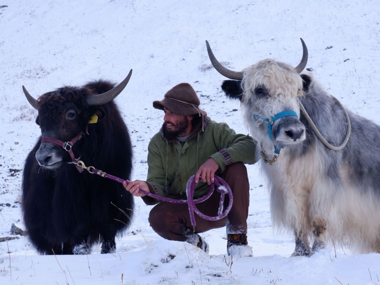 Ein Nomadenabenteuer: Mit Yaks auf Wanderschaft ab Chermignon d'en Haut