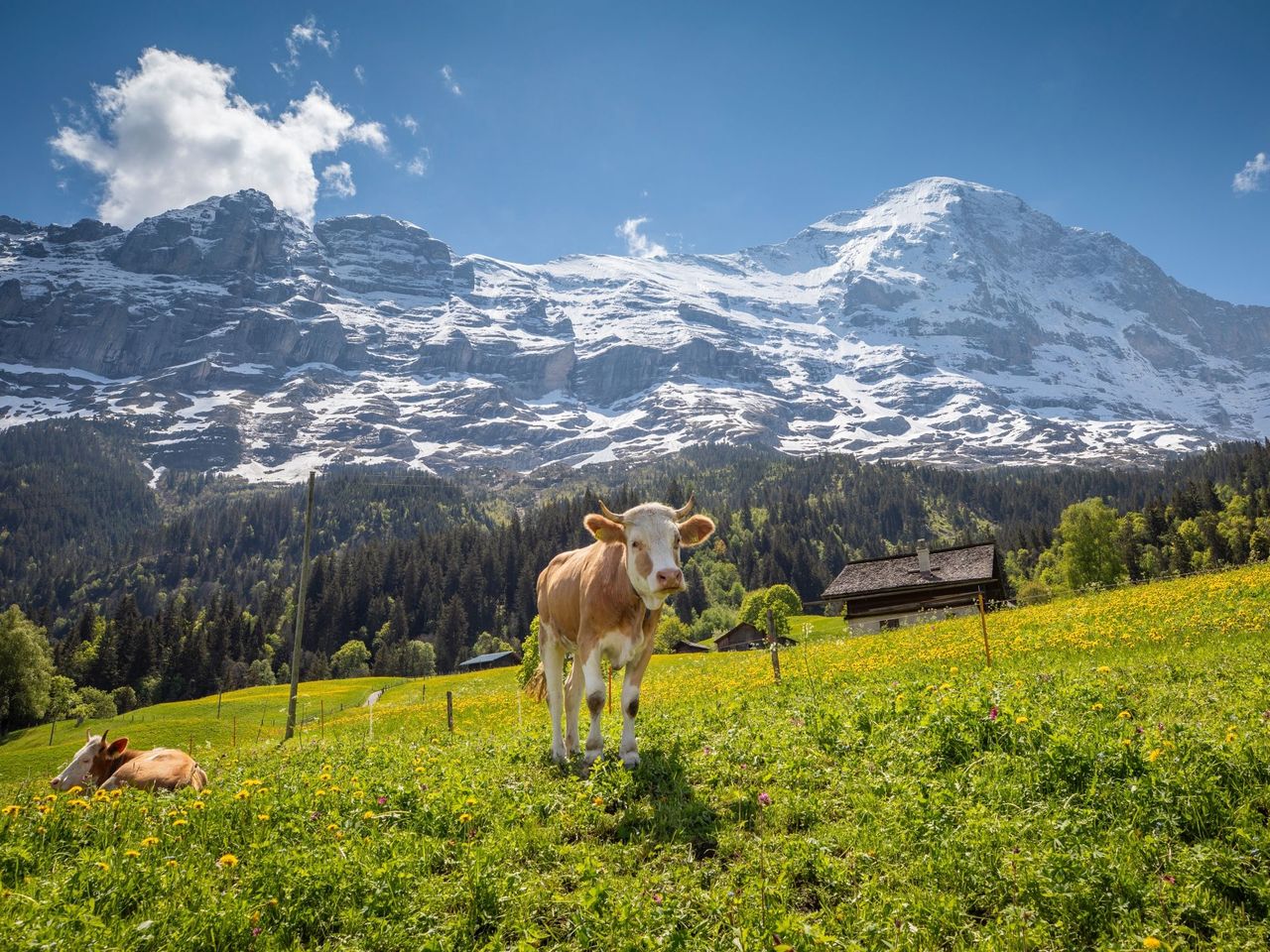 Bus Ticket Grindelwald - Bussalp