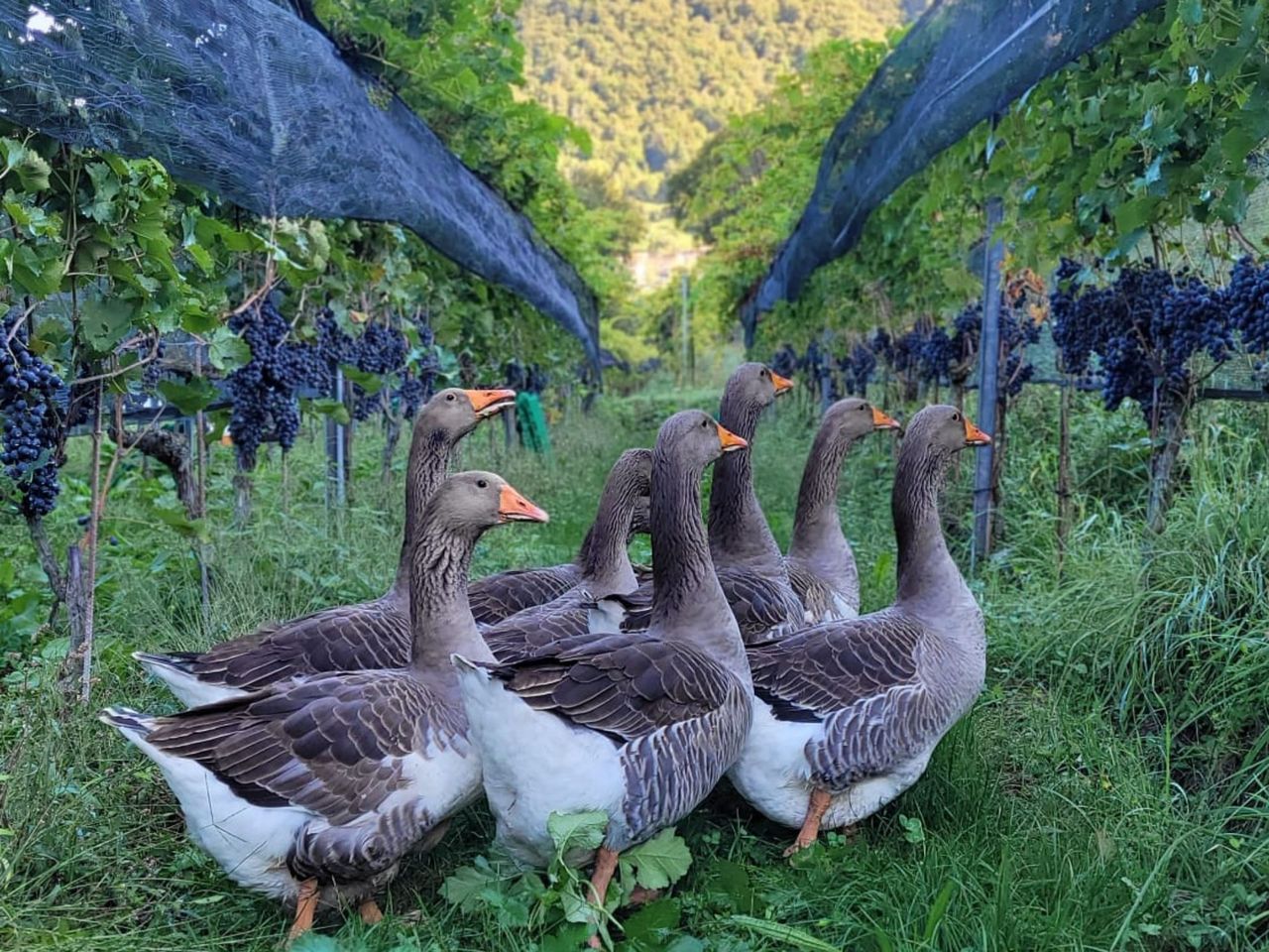 Piaz Merlot Weintour mit Degustation in Arogno