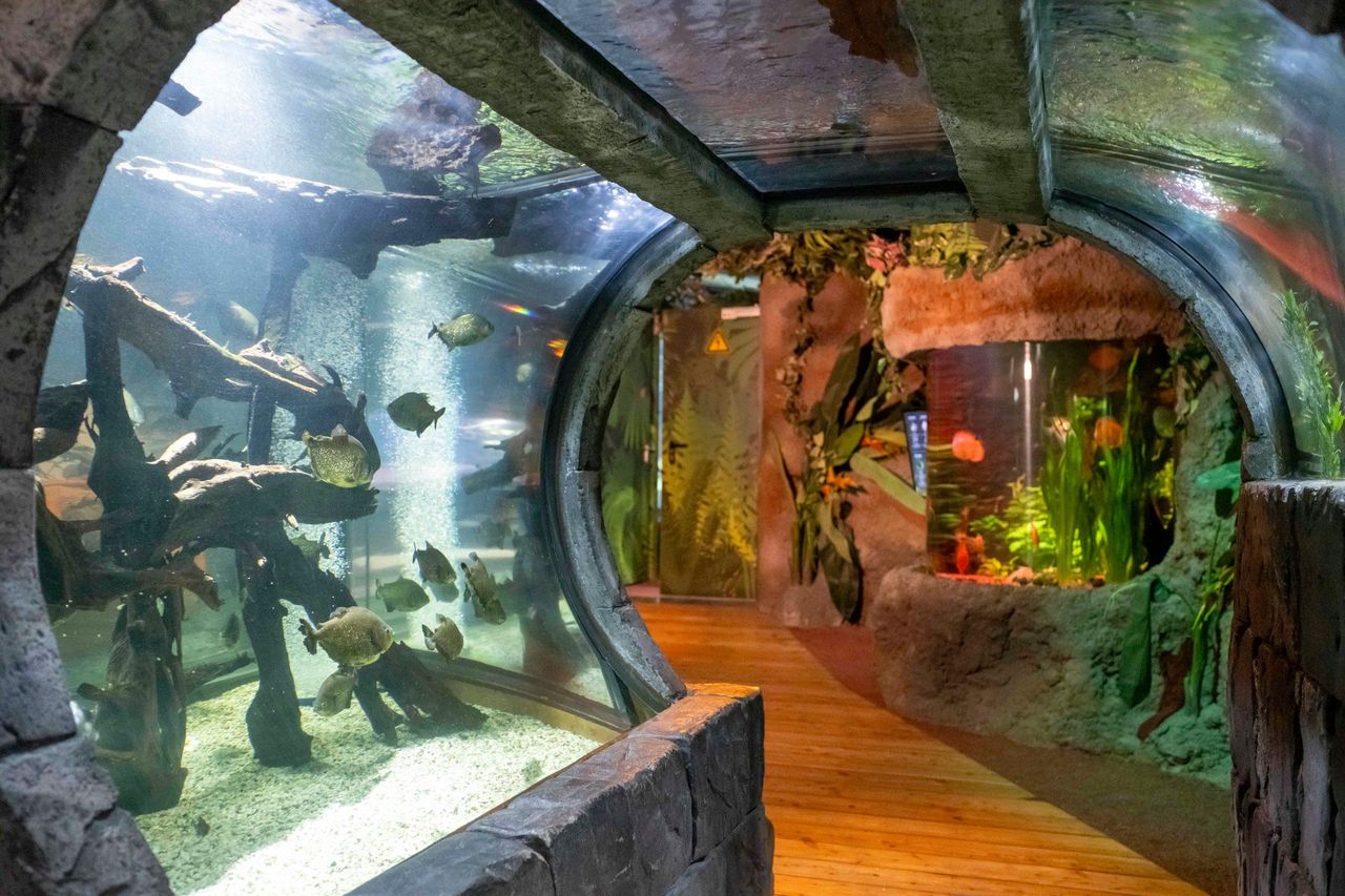 SEA LIFE Konstanz – Biglietto d’ingresso con Museo naturale del Lago di Costanza