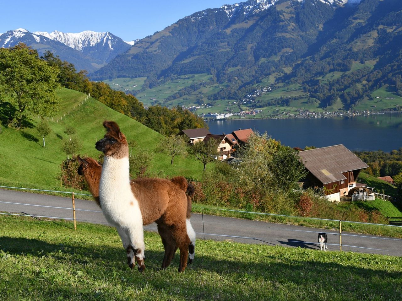 Hofbesichtigung und leichte Lama-Wanderung am Sarnersee