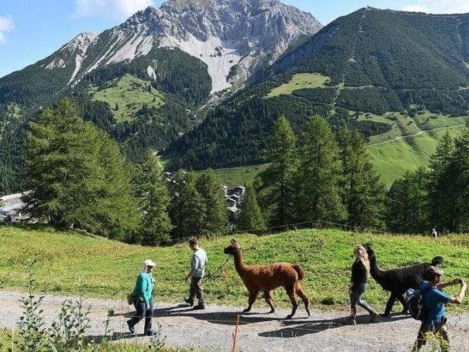 Lama und Alpaka Schnuppertour Liechtenstein