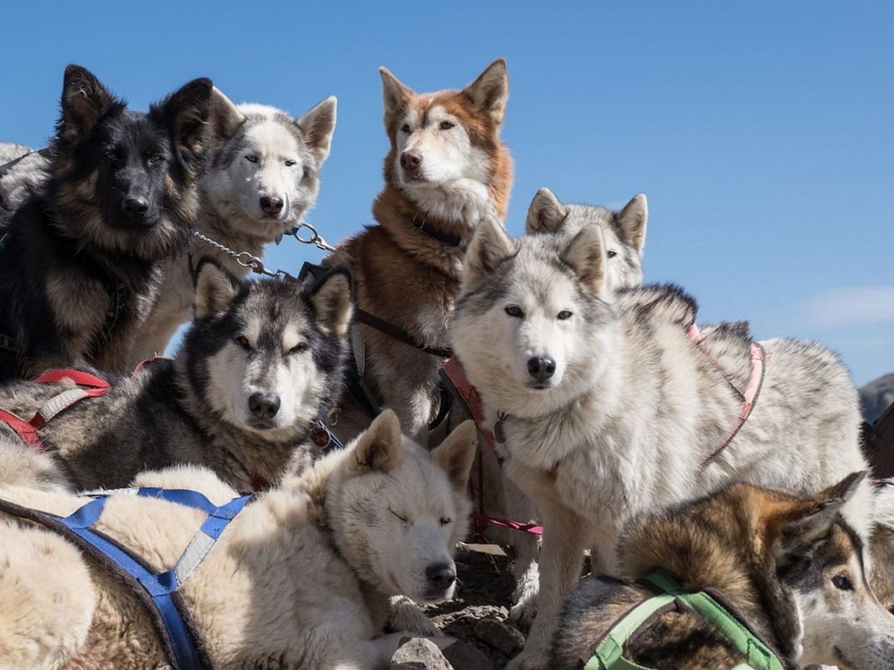 Nordic Adventure with Sled Dogs on the Plaine Morte Glacier