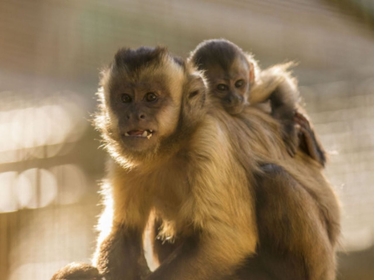 Tageskarte Zoo al Maglio