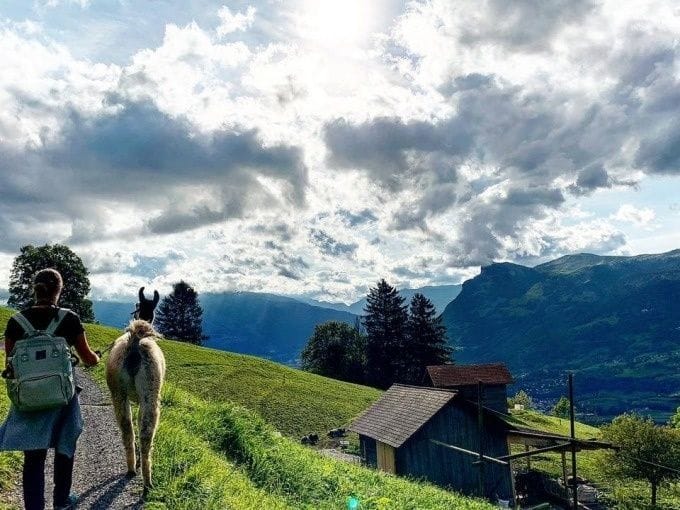 Lama und Alpaka Trekking mit Raclette Liechtenstein