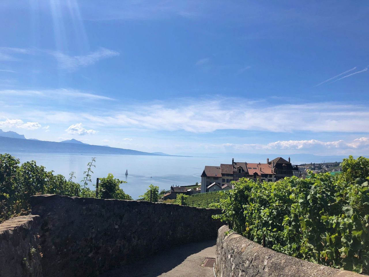 Weinreben Lavaux