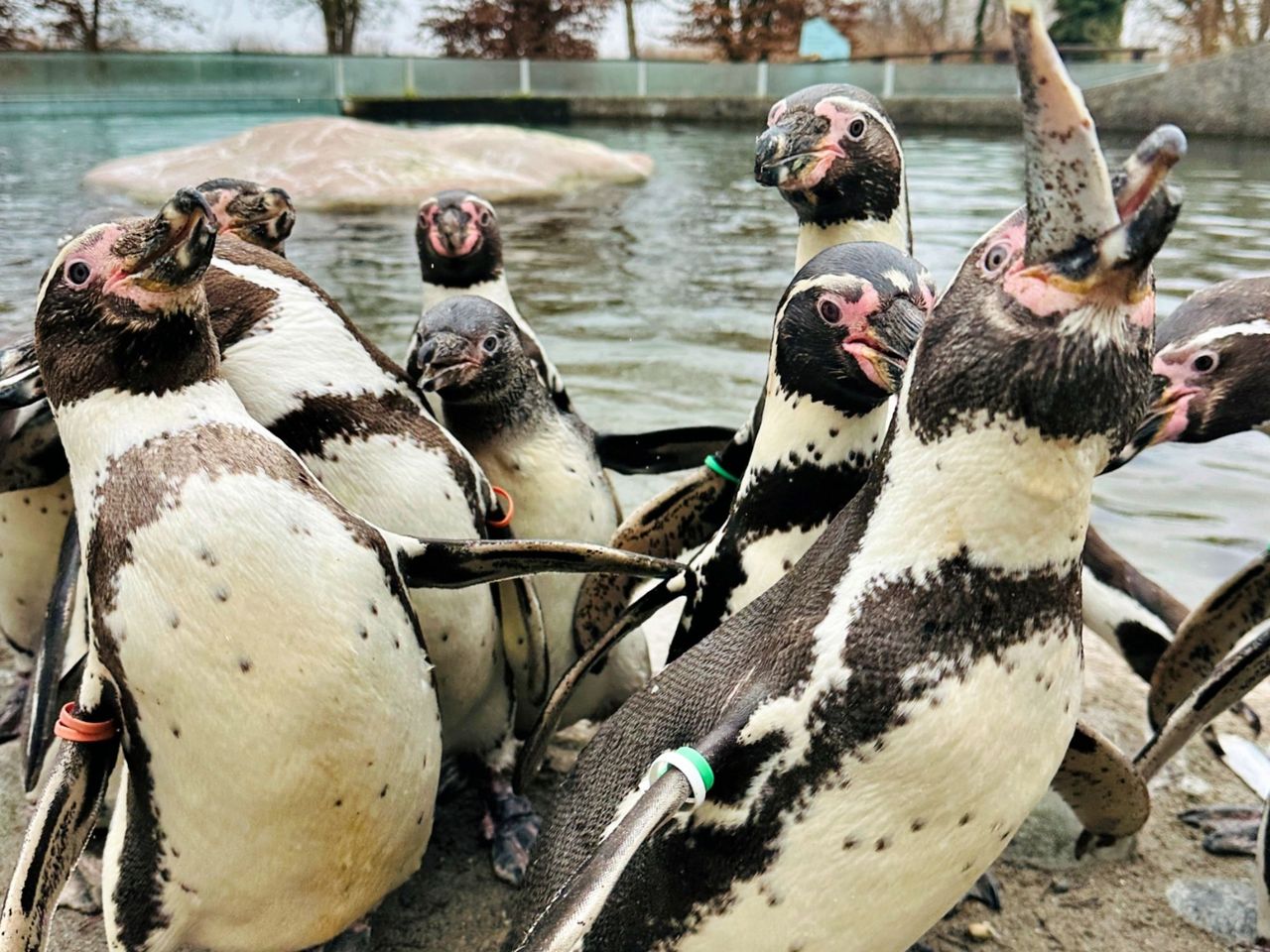 Penguin Feeding at Knies Kinderzoo Rapperswil