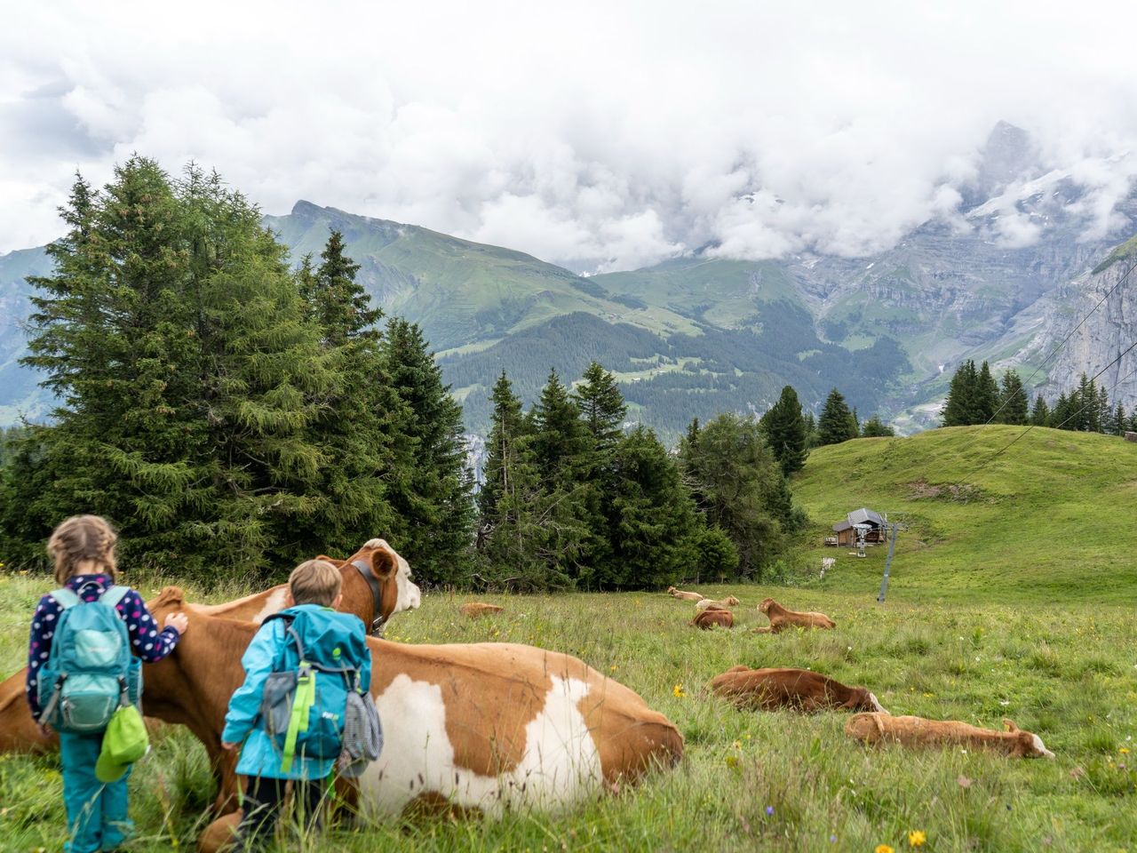 Kuh-Wege und Genuss Wanderung in Mürren