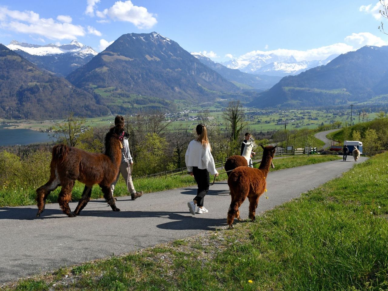 Hofbesichtigung und leichte Lama-Wanderung am Sarnersee