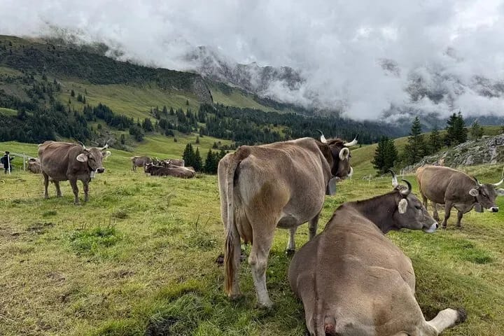 Ab Zürich: Private Familientour mit Monster Trottinett und Luzern
