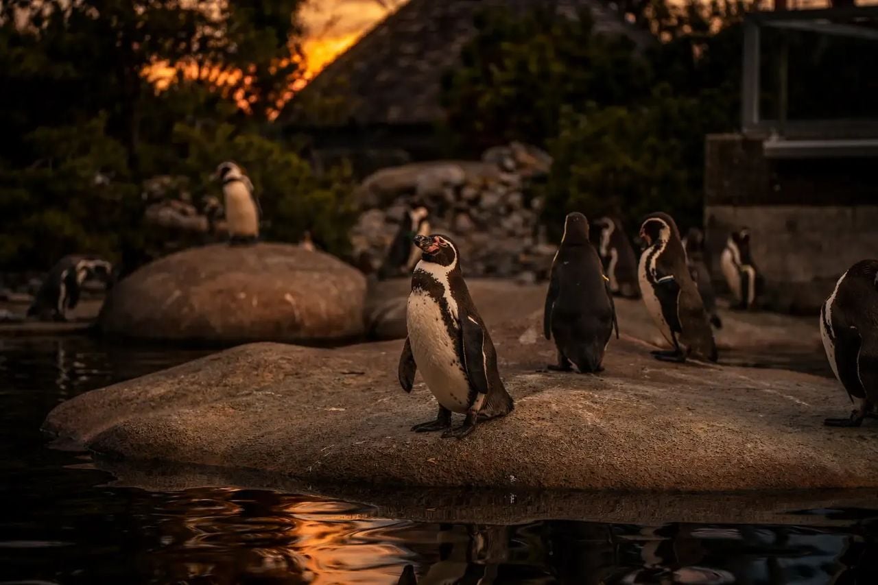 "Abendspaziergang mit Apéro" im Knies Kinderzoo Rapperswil