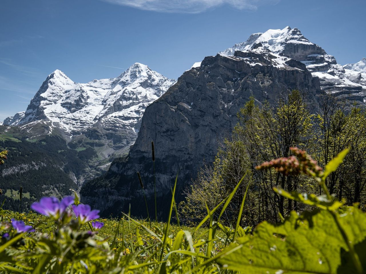 Kräuterwanderung und Wildbeobachtung ab Mürren